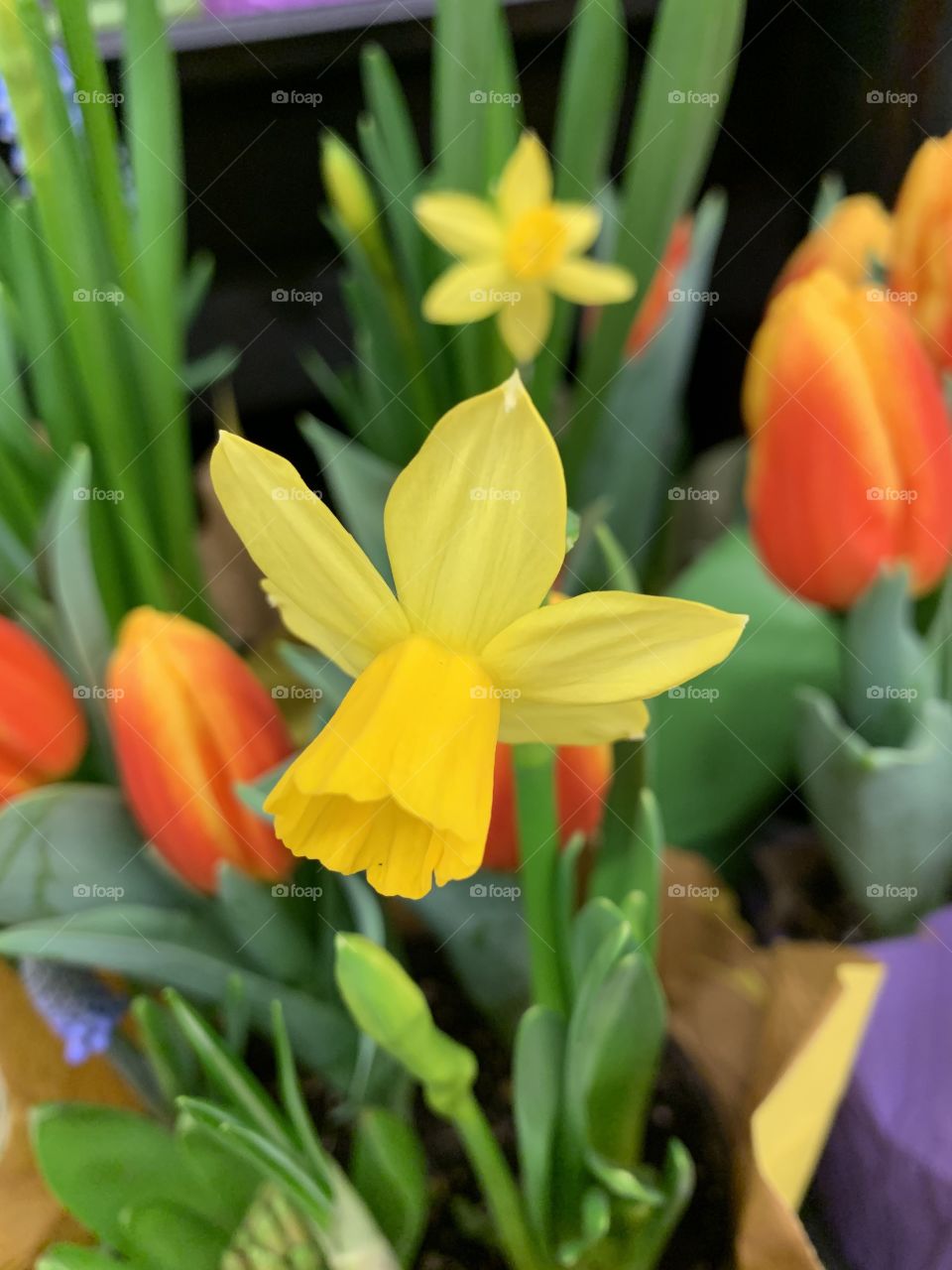 Magnificent and colorful tulips and Daffodils spring up from a cool winter seasonSpring marks the beginning of warmer weather and longer daylight hours, the blooming of flowers and the budding of leaves.