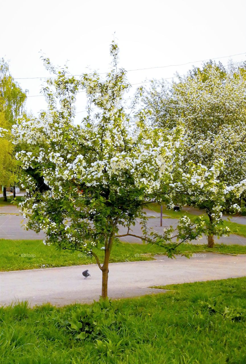 We'll walk in the park... and all kinds of things...