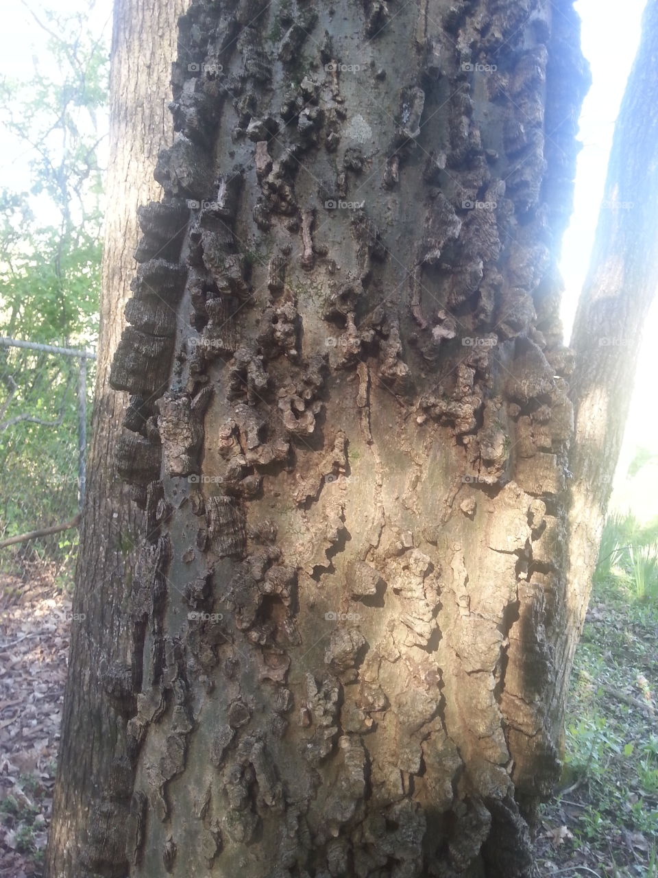 Wood, No Person, Tree, Nature, Bark