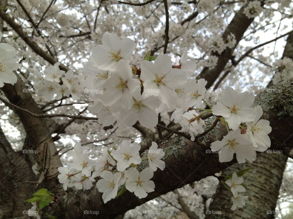 Spring in the city