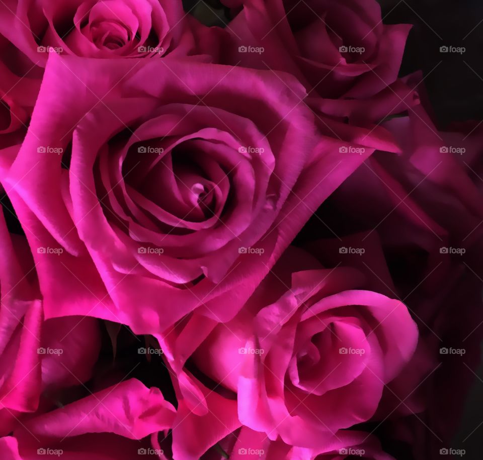 Deep Pink Roses
