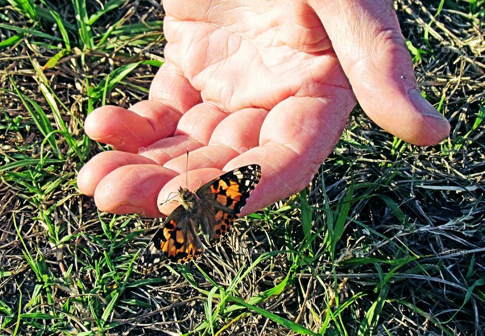 Bootefol Buppersigh! (Beautiful)(Butterfly)