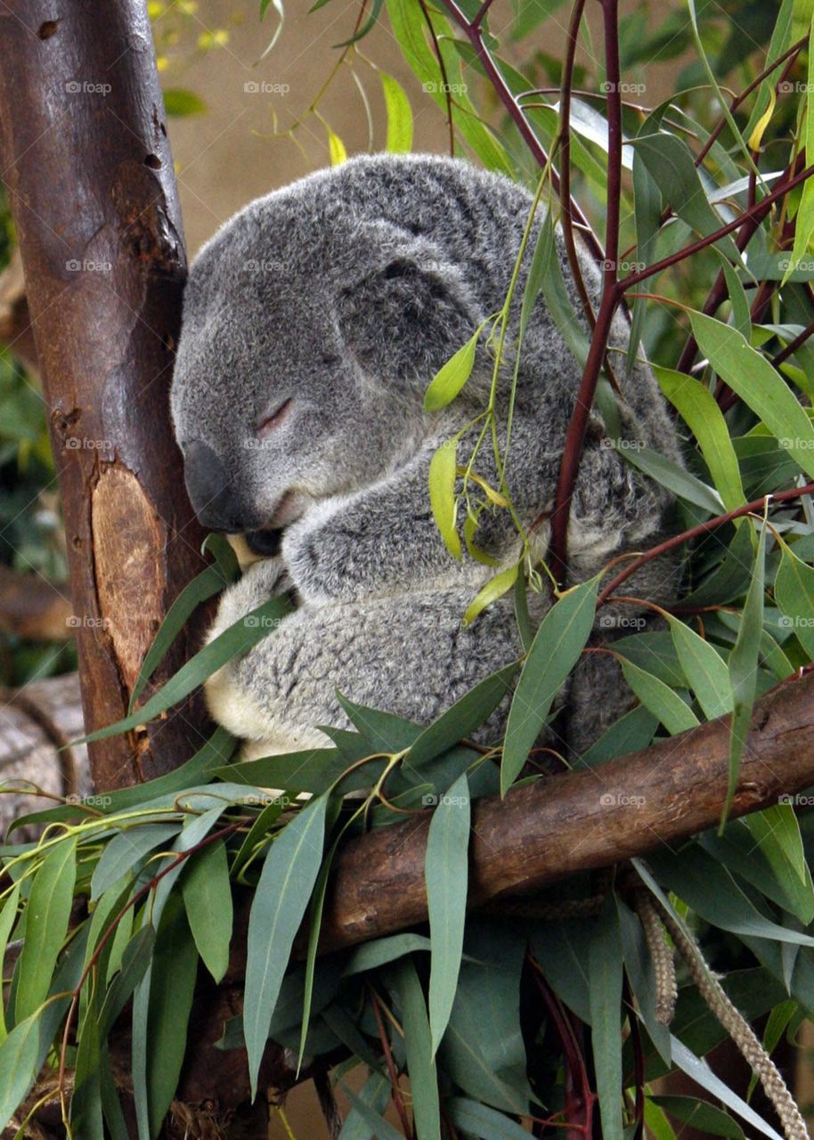 A Sleeping Koala Bear in a Tree at the San Diego Zoo, California