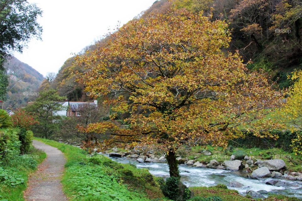 Autumn oak