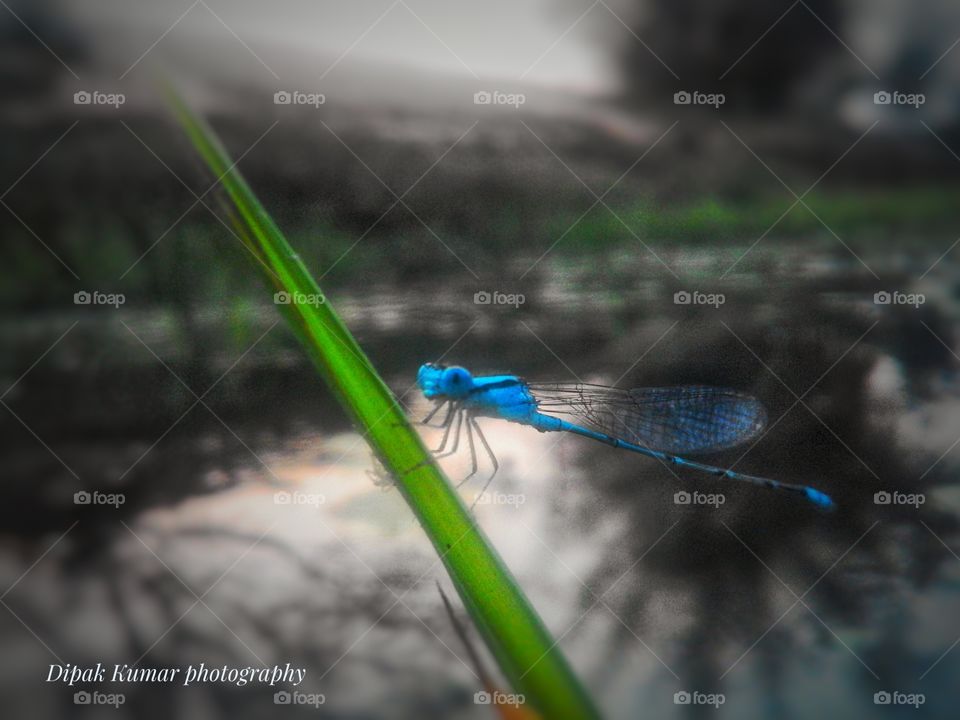 Dragon fly