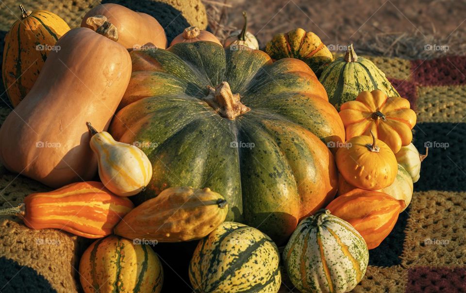 Autumn gourds and a large pumpkin in the late afternoon sun