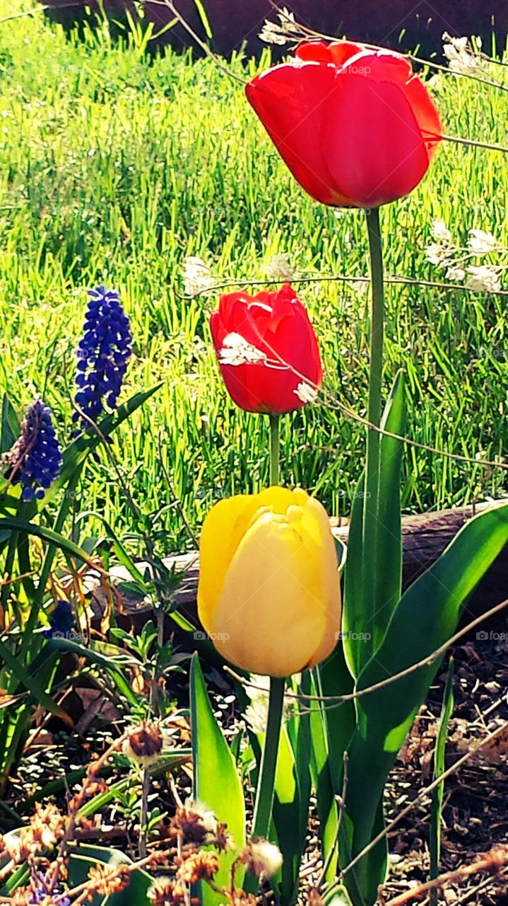 garden tulips :)