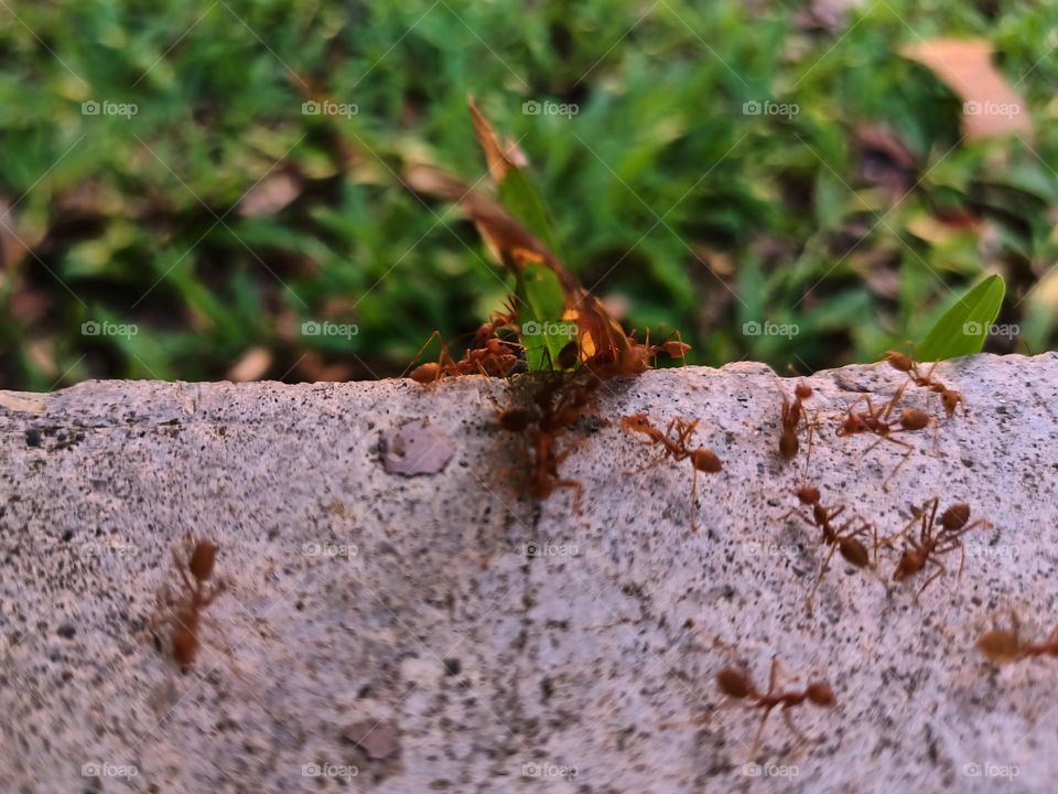 Red ants on the ground in the garden