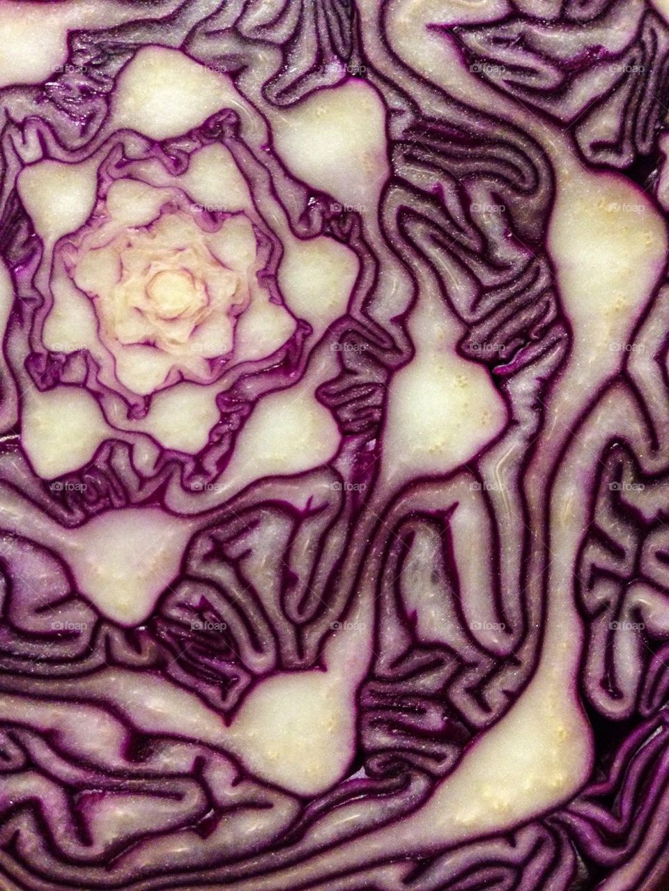 Red cabbage