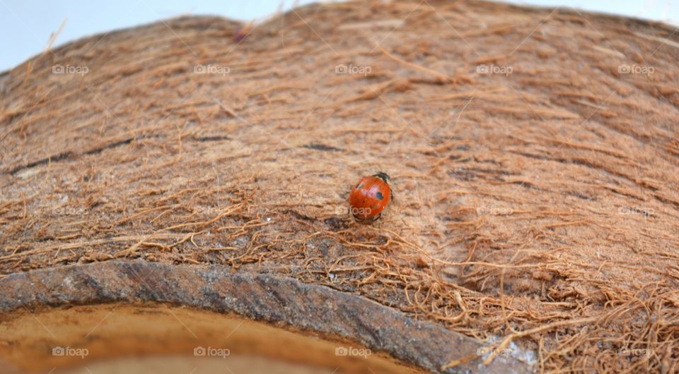 No Person, Nature, Wood, Outdoors, Desktop