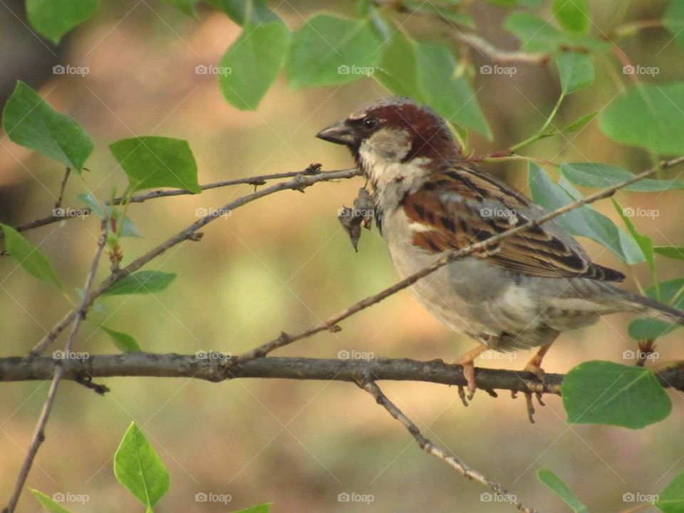 sparrow on a branch