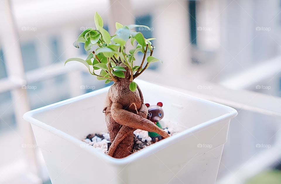 Small potted plants with hidden bears