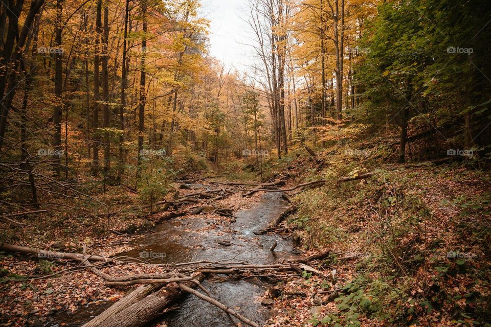 Maple forest on both sides of the river bank