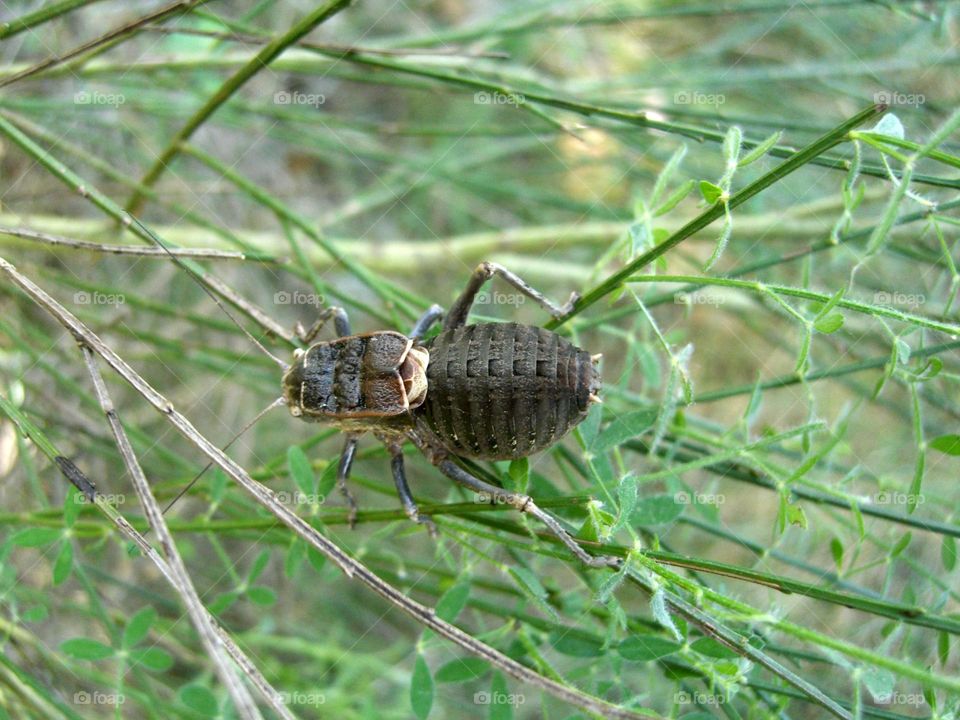 Pycnogaster inermis grillo de matorral