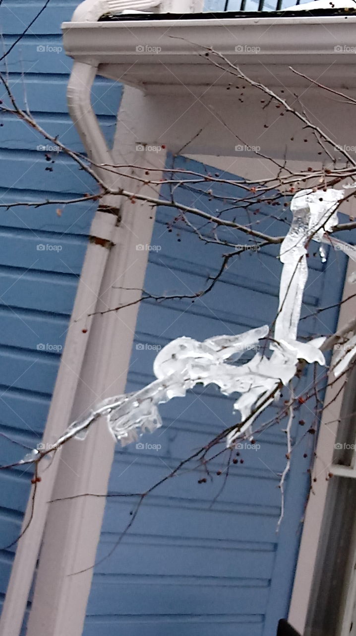 winter clings on (icicle on tree branches)