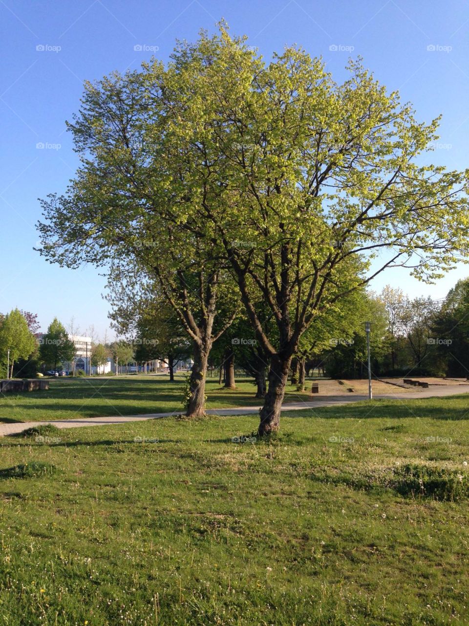 Landscape, Tree, No Person, Nature, Grass