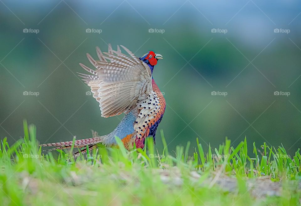 Beautiful and cute bird