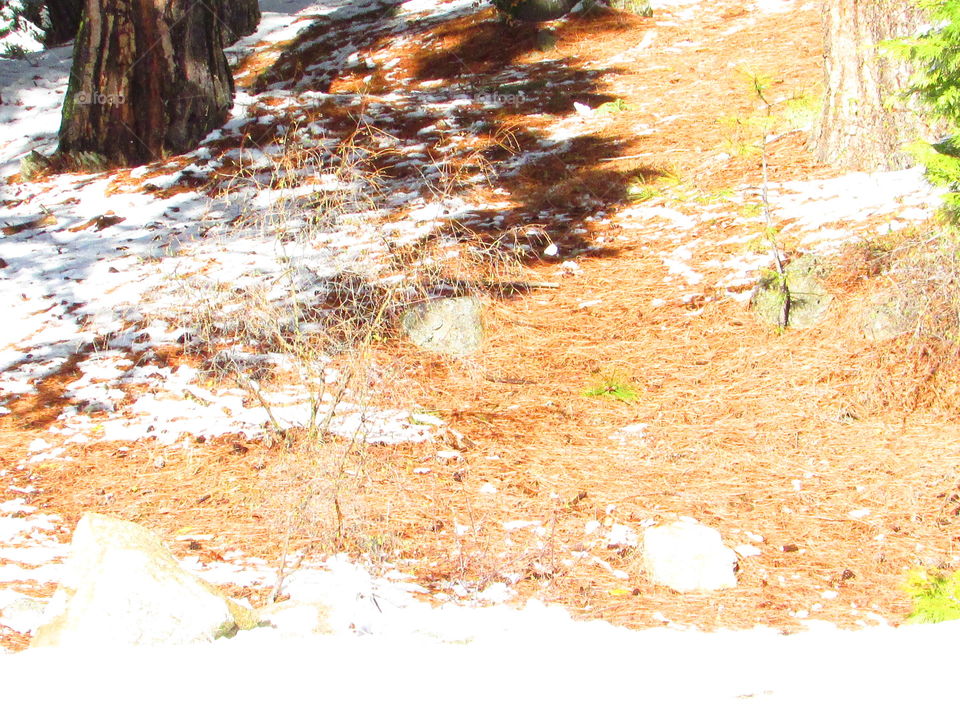 Forest snow