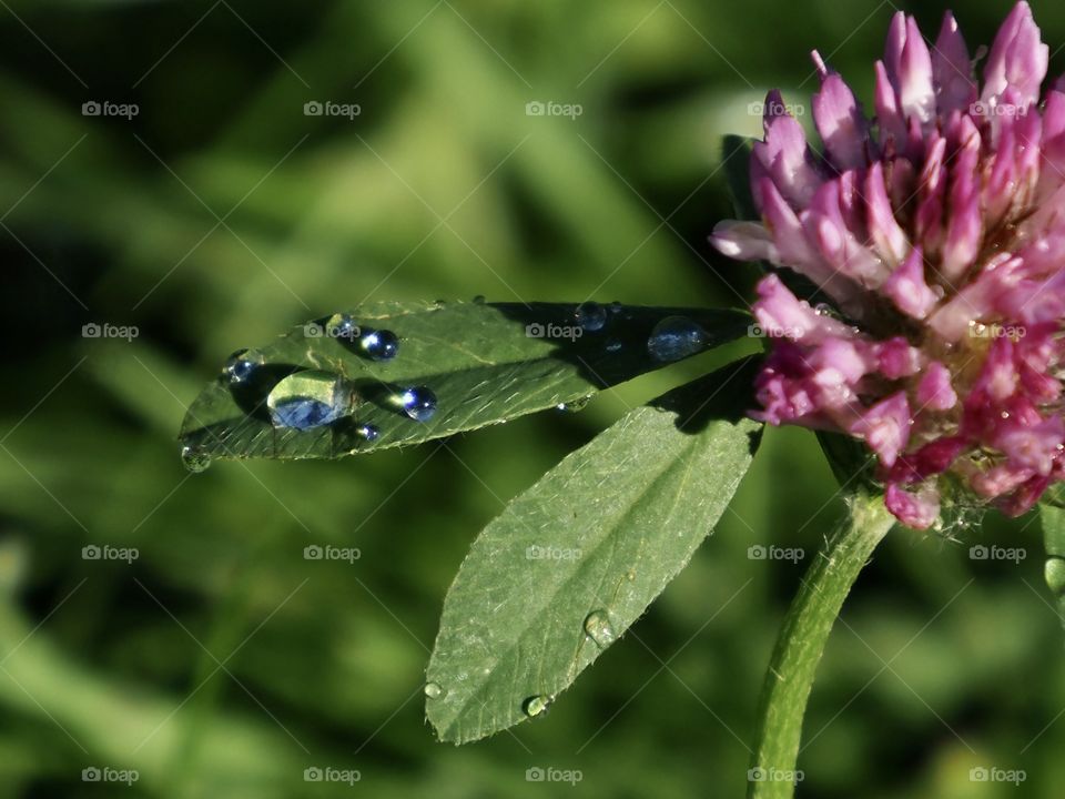 Clover just after the rain