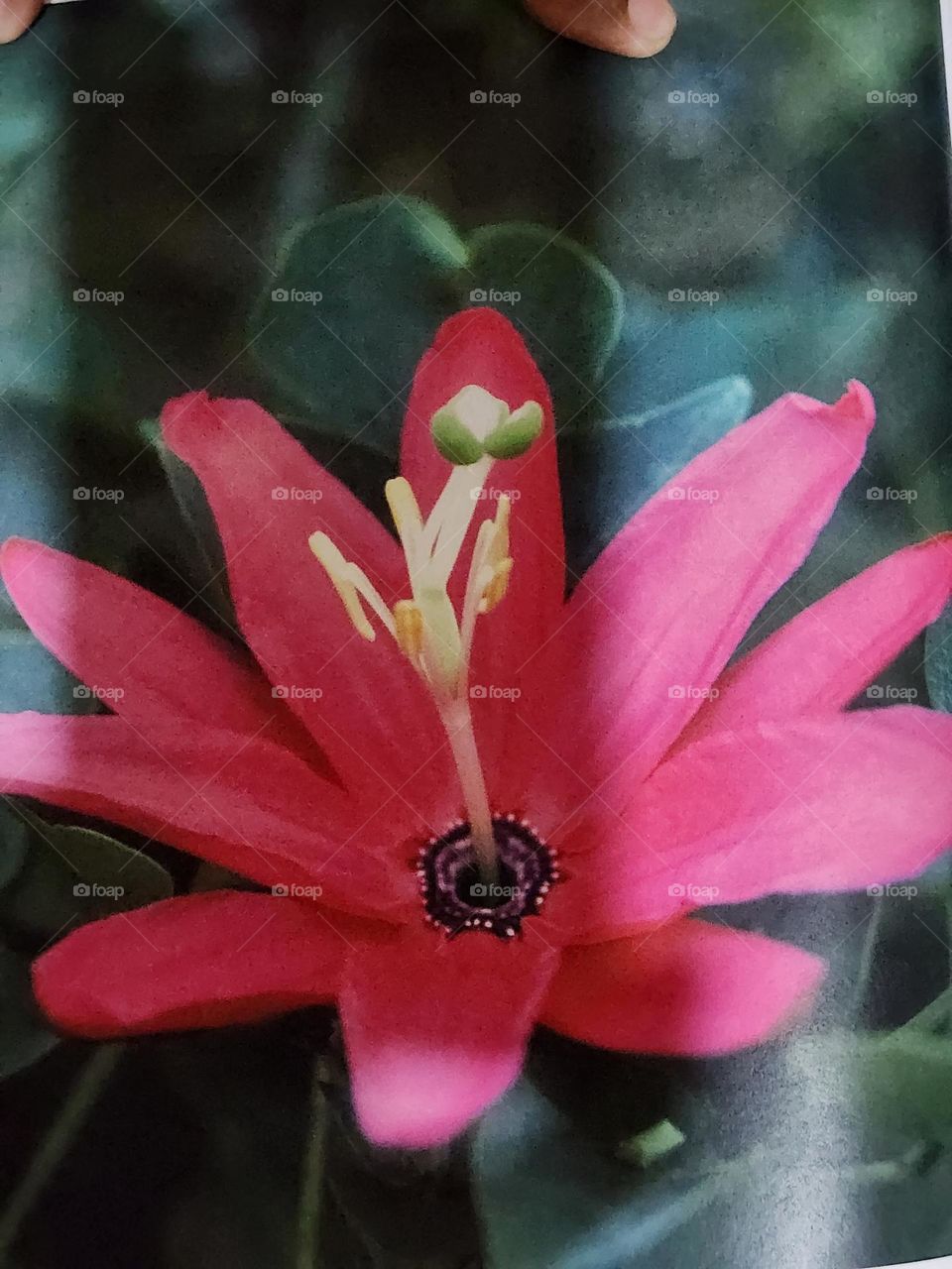 passiflora x exoniensis