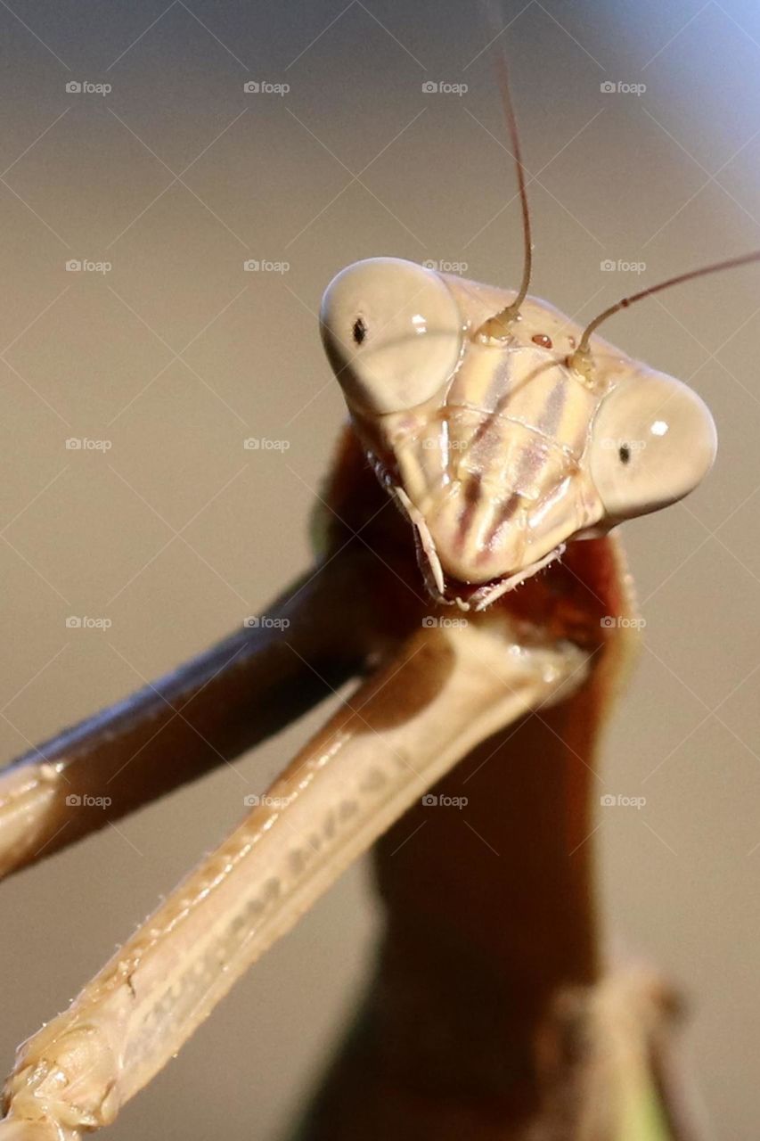 Brown praying mantis closeup 