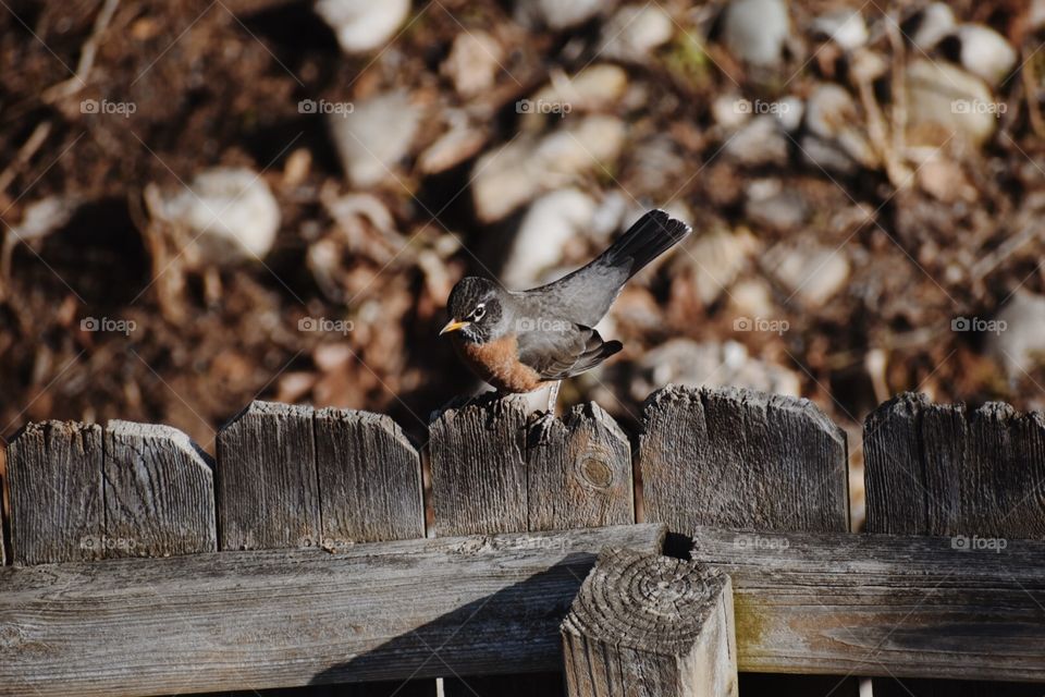 Bird close up