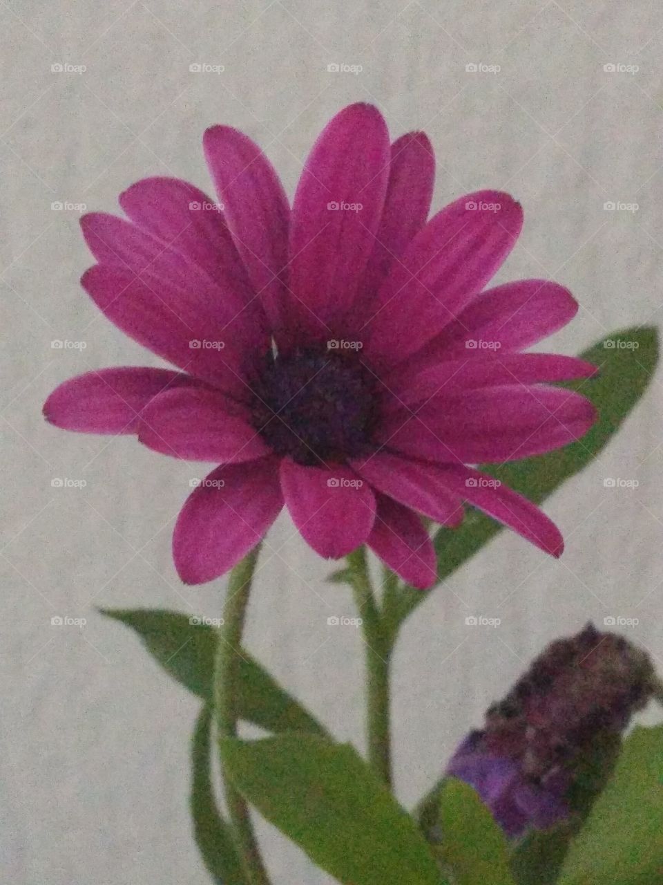 #purple #flower