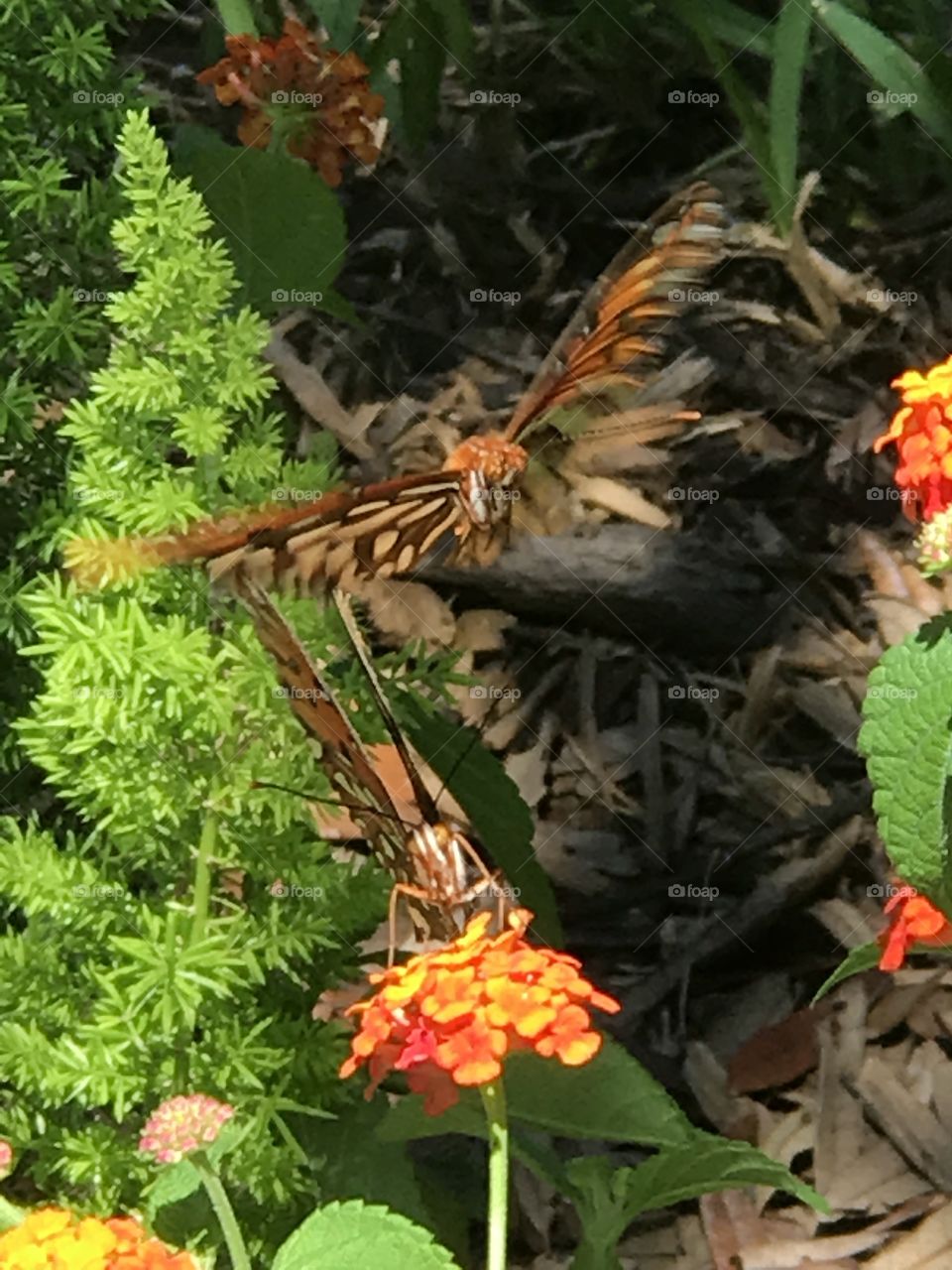 Butterfly hovering over another butterfly