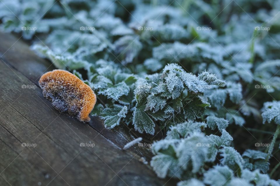 Frosty Marvels, nature’s icy Artistry 