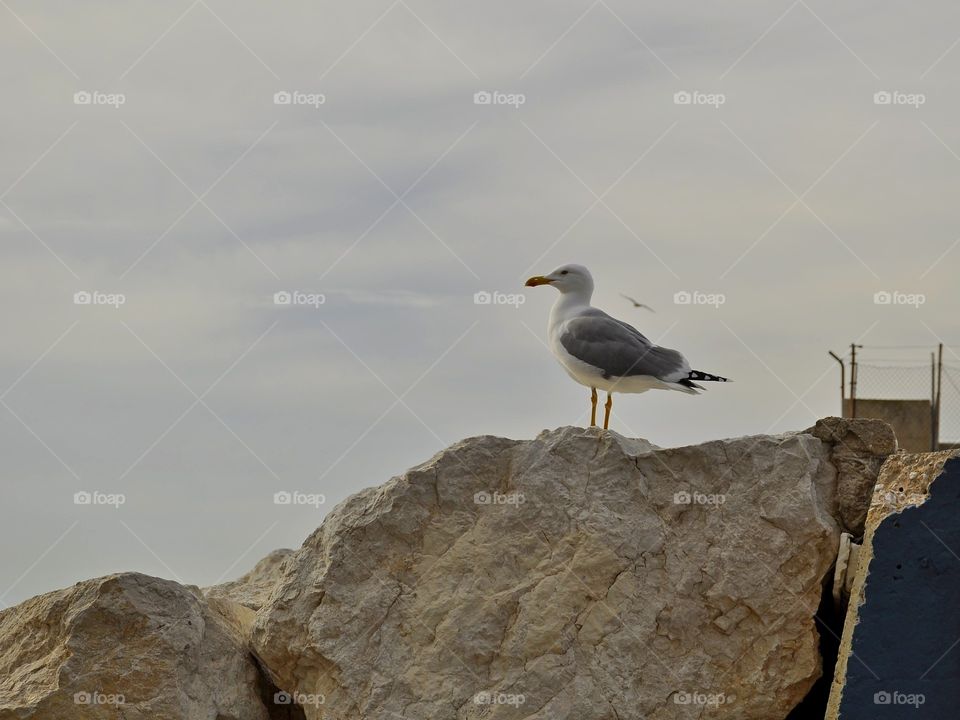 seagull sits on a stone against the sky