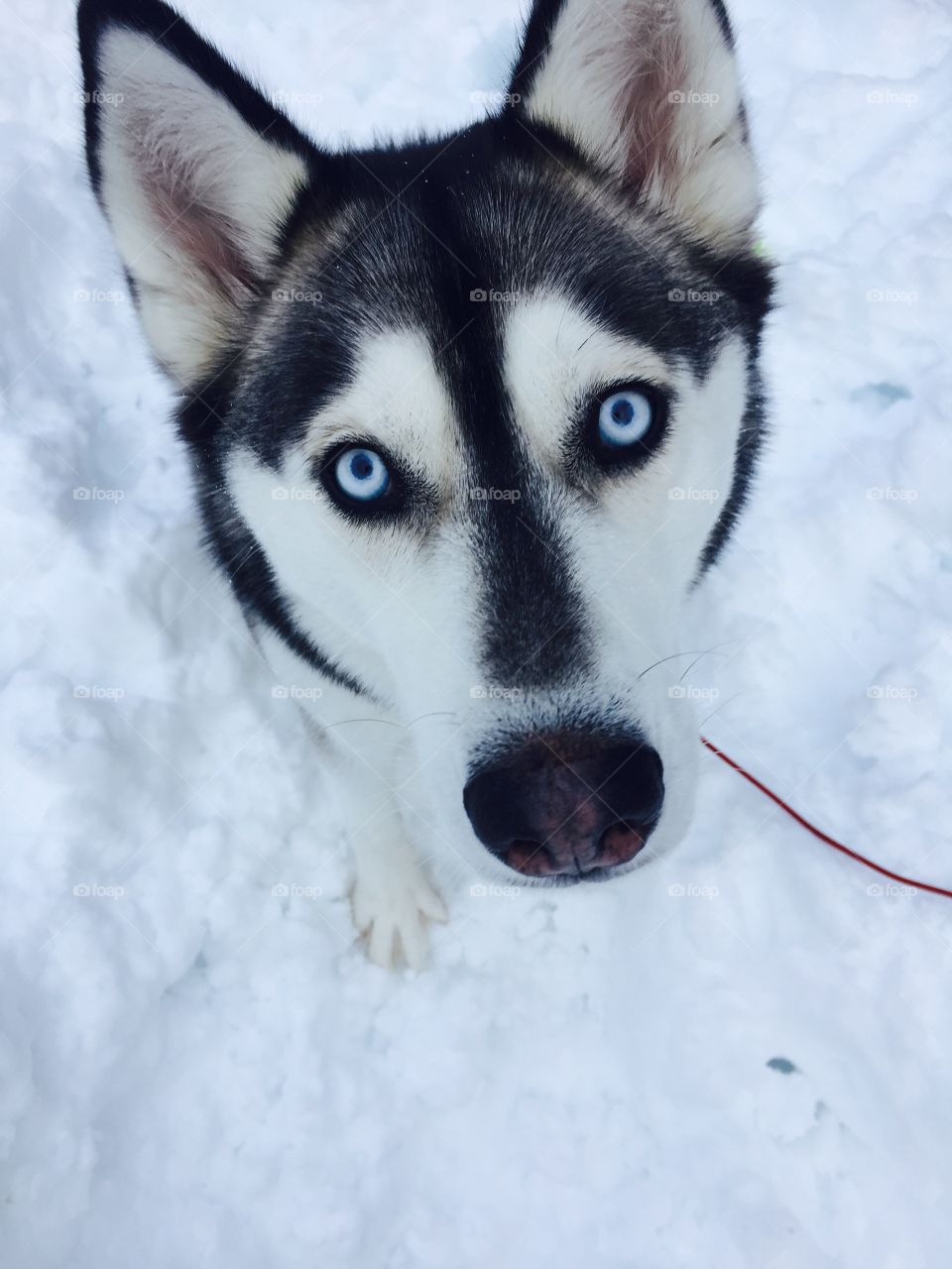 Frosty, Snow, Winter, Dog, Mammal