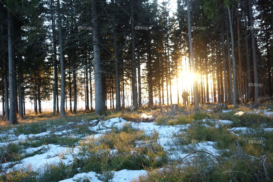 Wood, Landscape, Tree, Nature, Snow