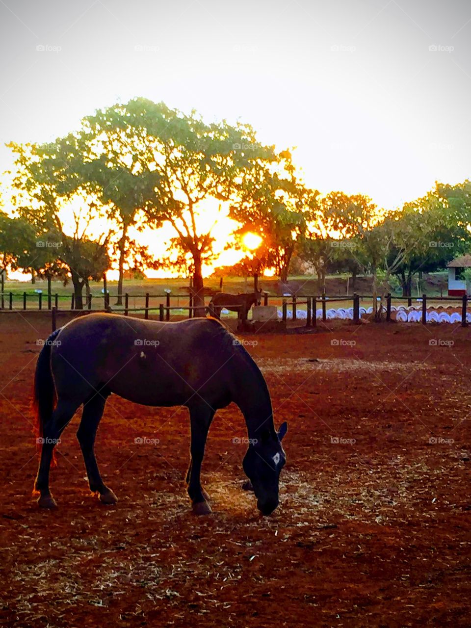 Por do sol e cavalo no Mato Grosso do Sul, Brasil