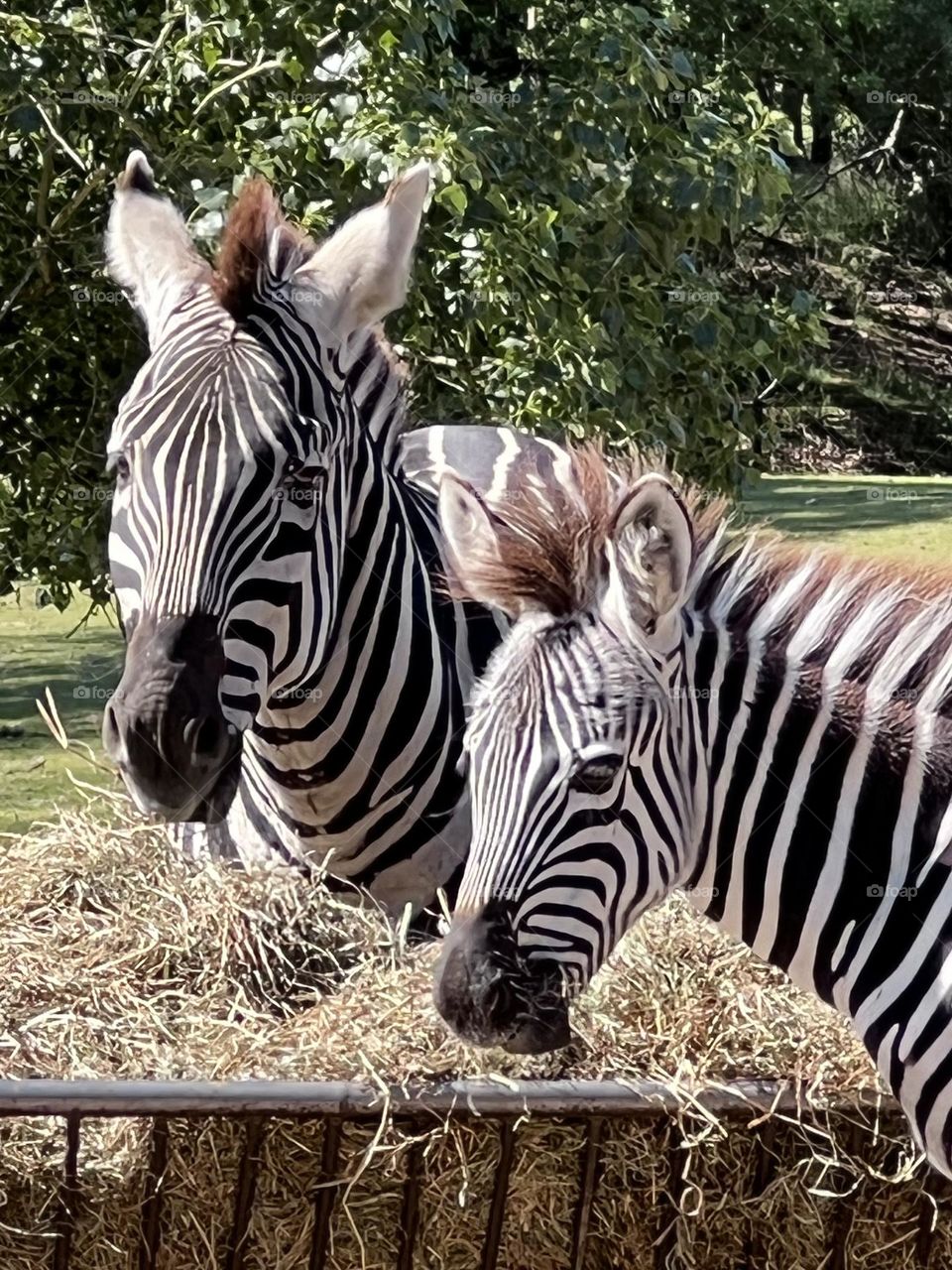 Zebras