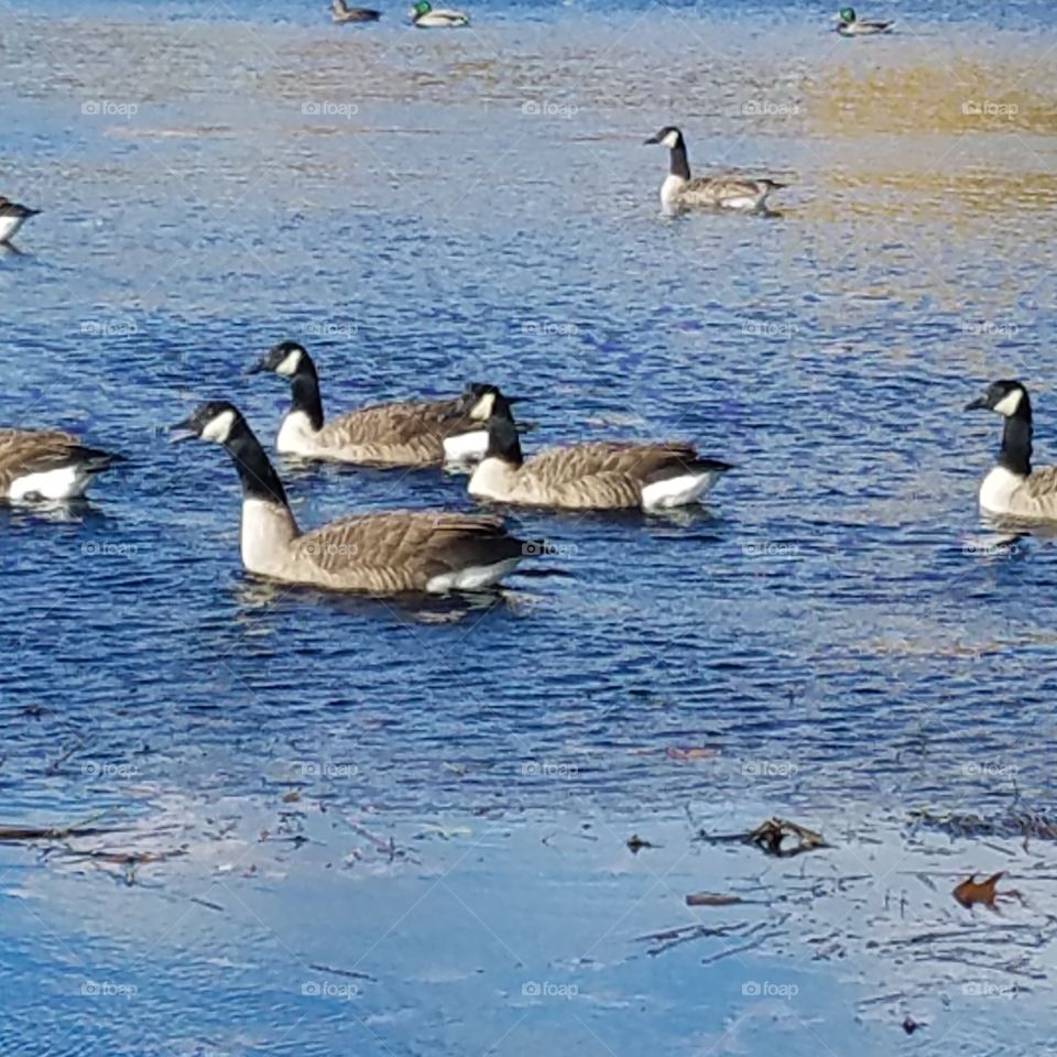 Beautiful geese