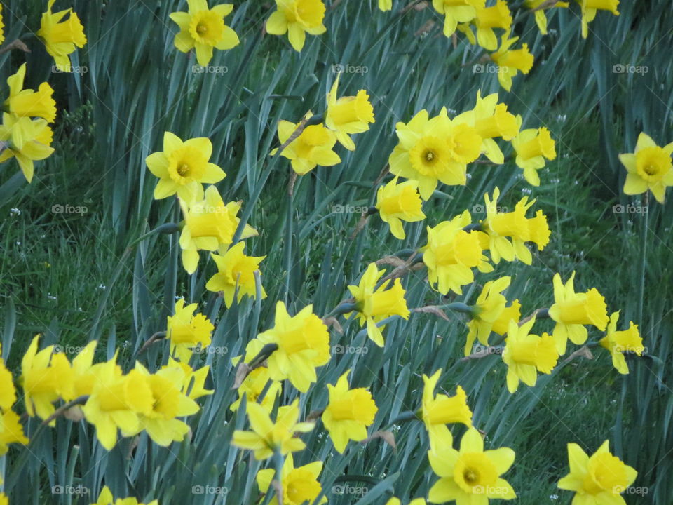 Daffodil, Narcissus, Flower, Flora, Easter