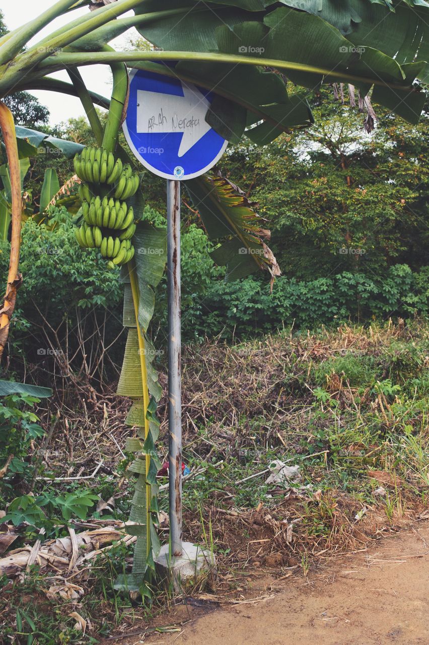 Unique street sign with banana tree