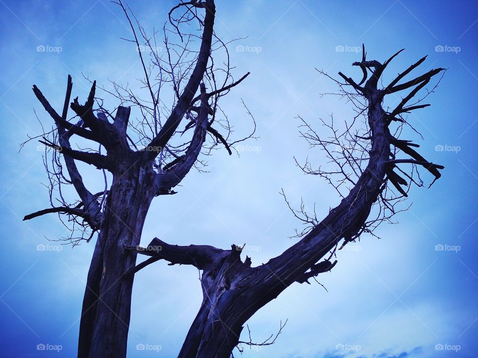 The story of a dead tree