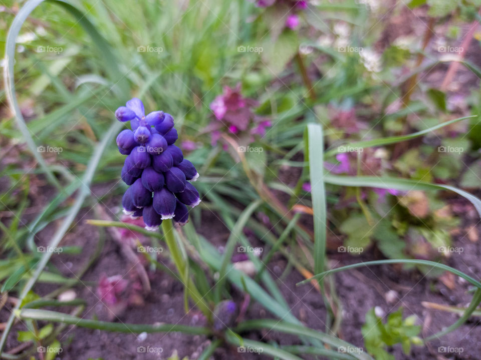 Muscari is a very beautiful herbaceous plant with elegant inflorescences.