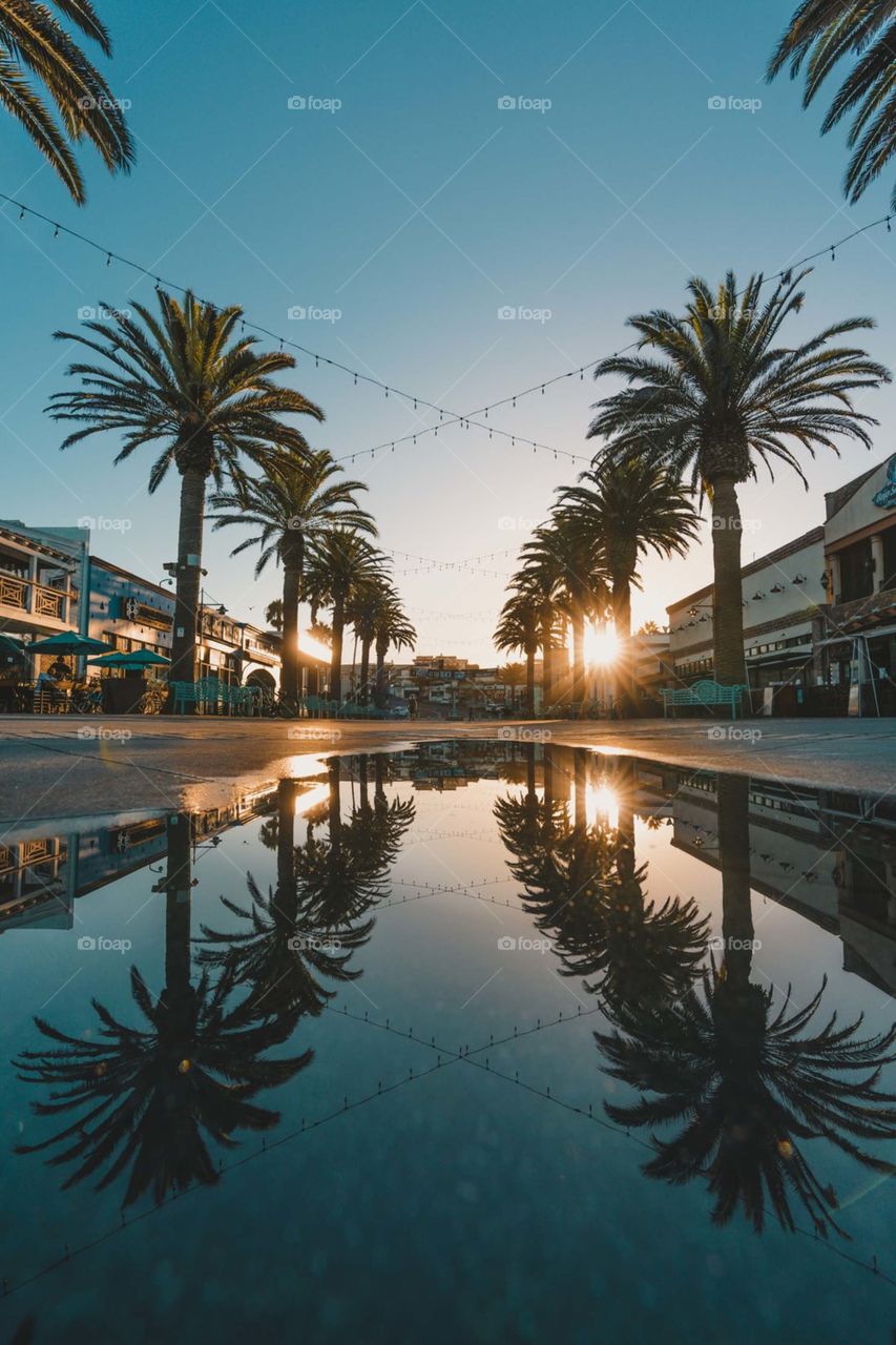small body of water between palm tree