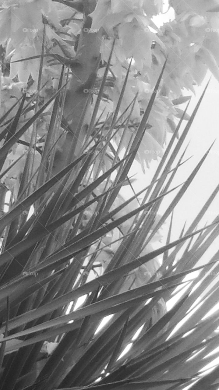 Yucca In Black and White