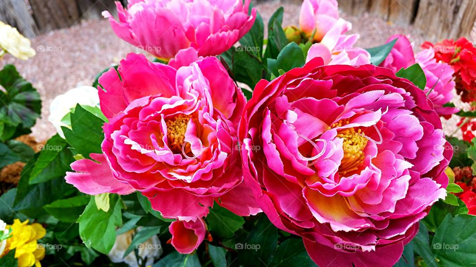 Pink Flowers . Bright pink flowers spotted in a planter box.