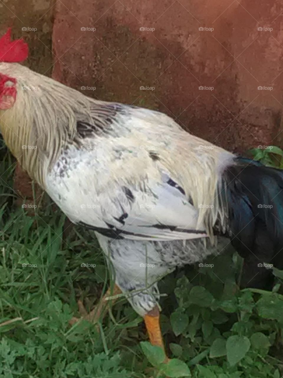 This is a black and white hen.