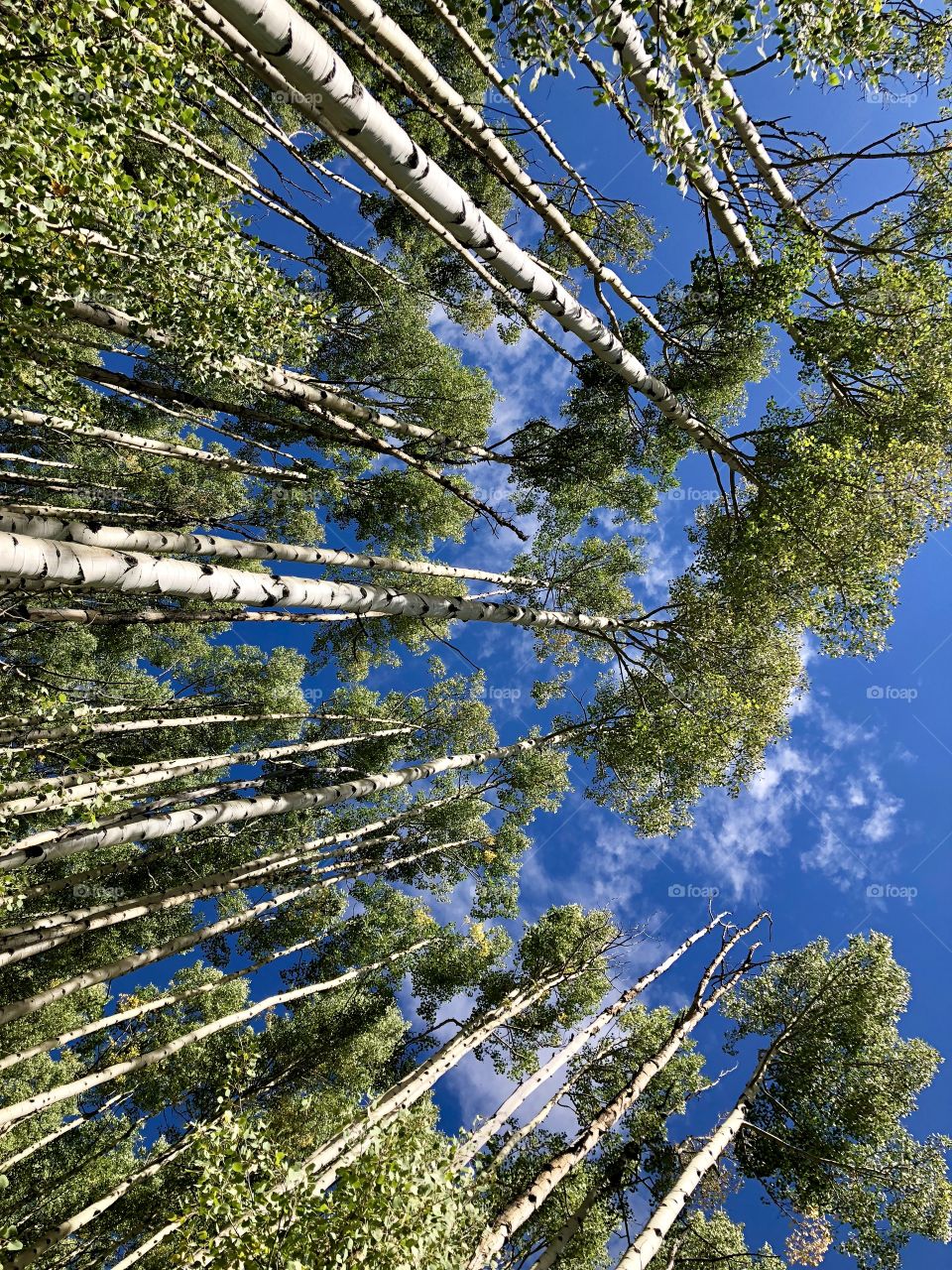 Aspen Trees 