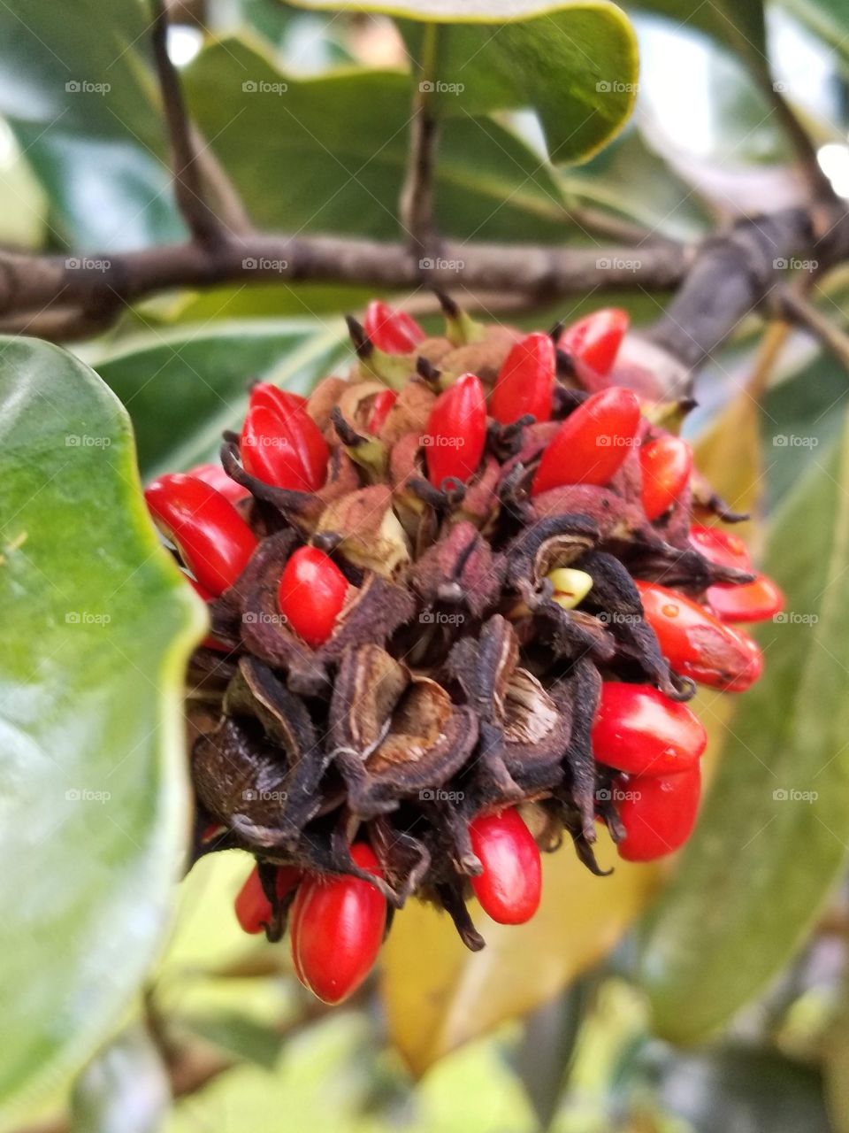 beautiful red berries