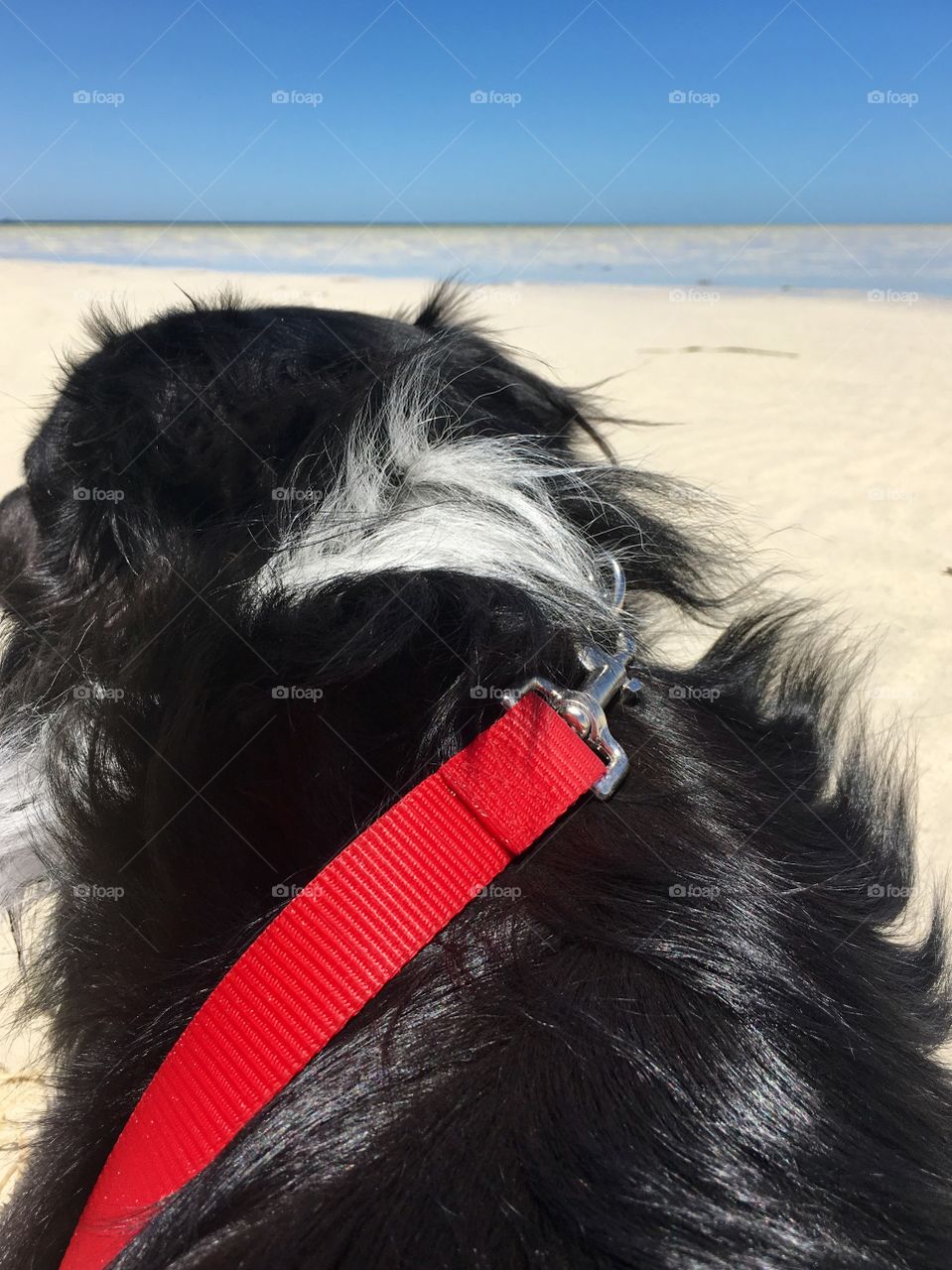 Back view border collie on red leash at beach ocean blue sky