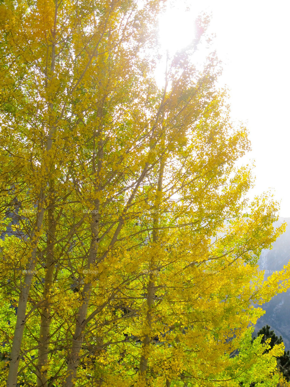 Aspen in sunlight