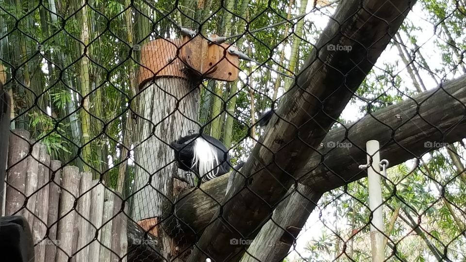 A monkey flaunts his fabulous hair at Animal Kingdom at the Walt Disney World Resort in Orlando, Florida.