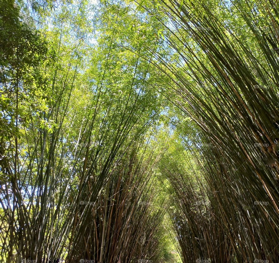 bamboo trees with a blue sky