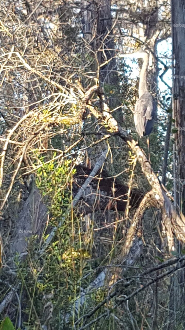 Corkscrew swamp Florida